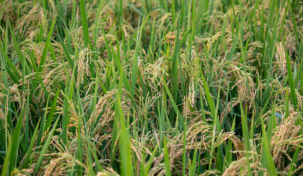 rice field and farmer